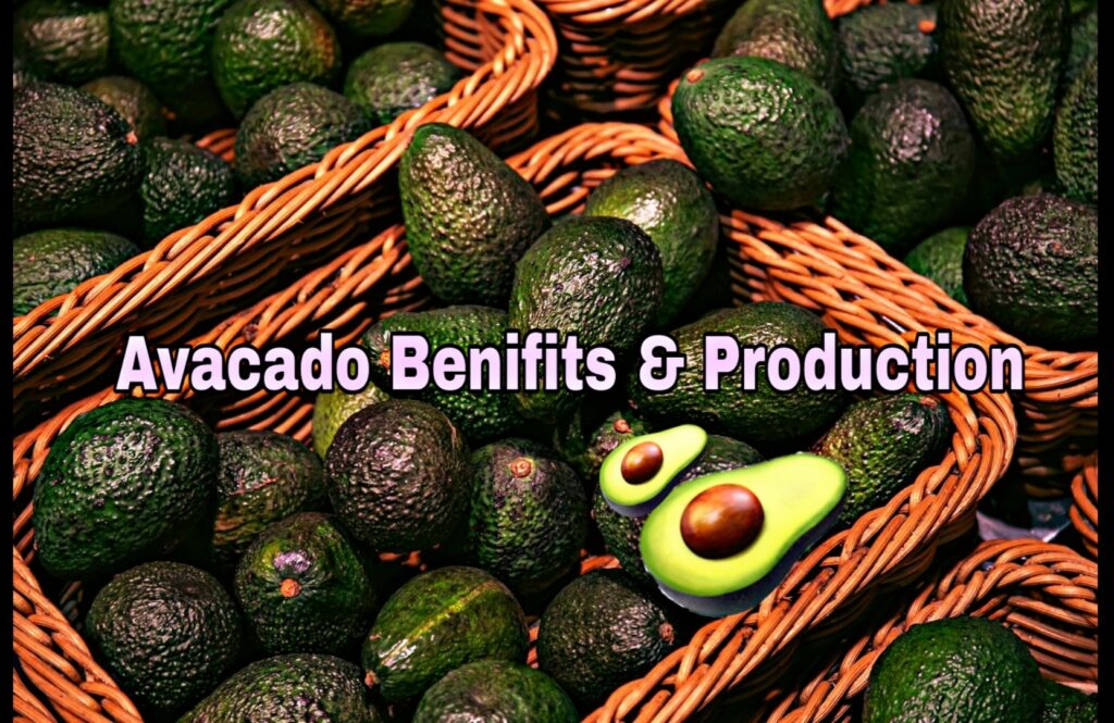 Know Everything About Avocado and its Benefits