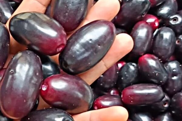 Top Country Producing Black Jamun & Its Powerful Health Benefits